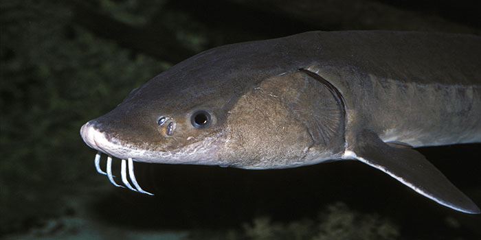 lake-sturgeon-acipenser-fulvescens-_xl_170113688-thumbnailjpg