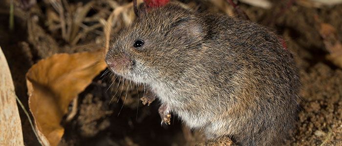 vole-thumbnailjpg