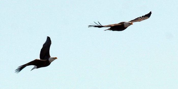 bald-eagles-in-flightjpg