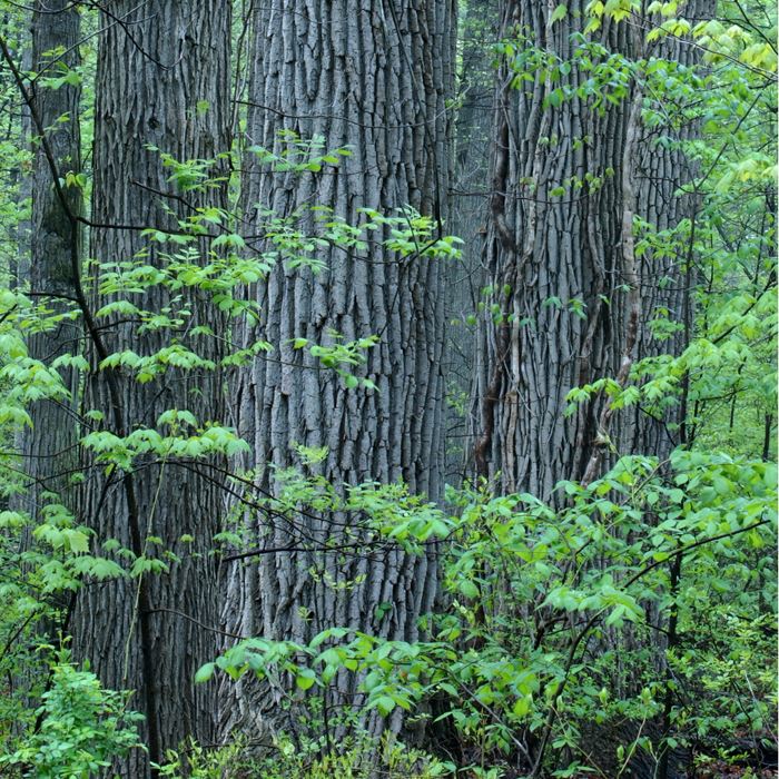 secor-big-trees-may-2003jpg