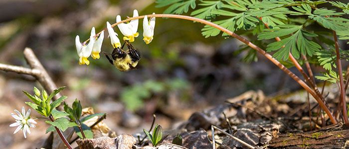 bee-on-dutchman-breeches-flowers-700x300jpg