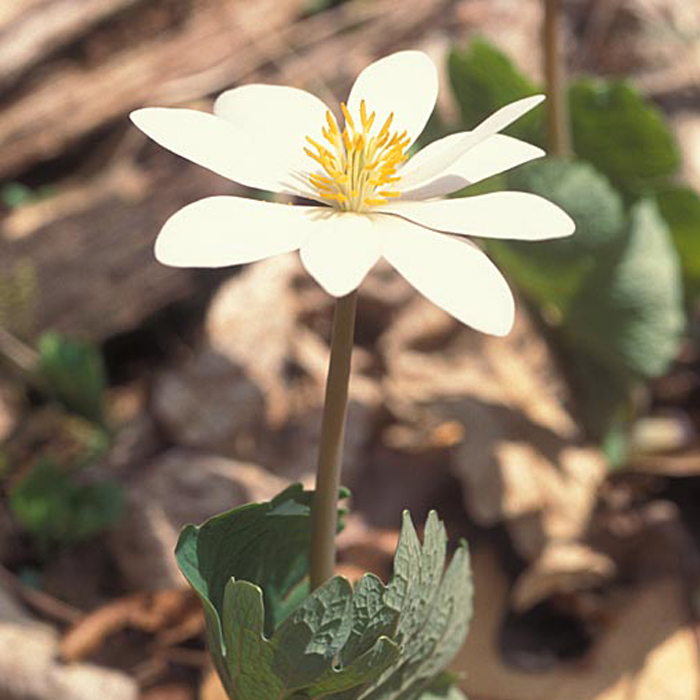 bloodroot copy.jpg (1)