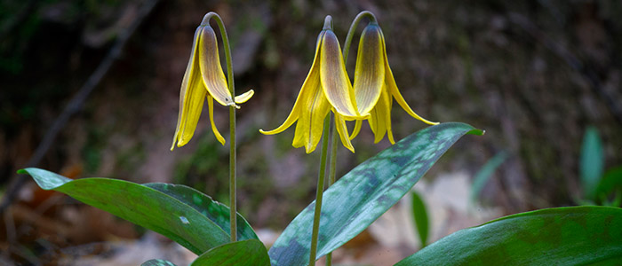 Trout lily 700x300.jpg