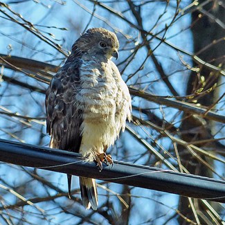 Eyes on the Skies for Broad-winged Hawks