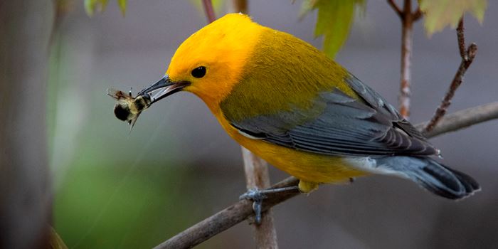 prothonotary-warbler-magee-5-3-2021-131jpg