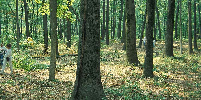 Trees as Habitats
