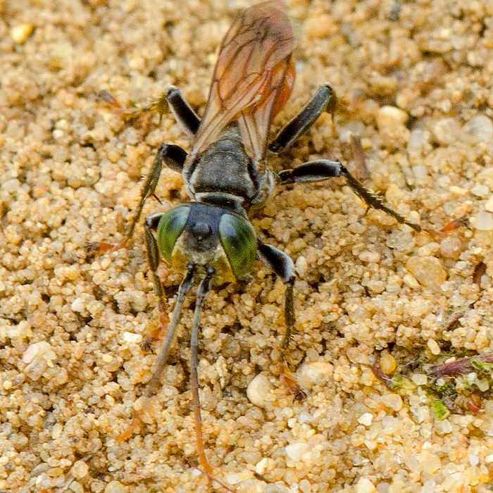 aw-wasp-sand-pits-23-june-14jpg