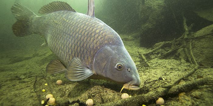 Species Profile: Common Carp The Fisherman