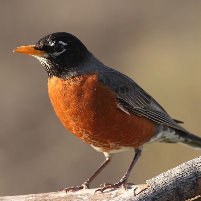 American Robin  Ohio Department of Natural Resources