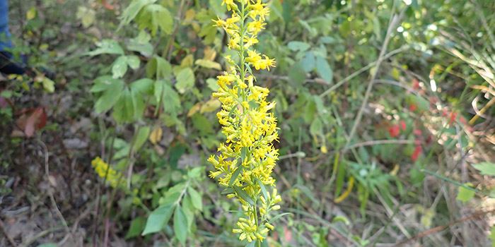 slender-show-goldenrod-700x350jpg