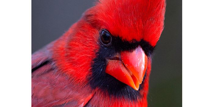 cardinal-700x350jpg