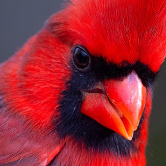 The Winter Redbird