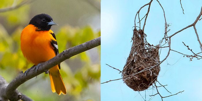 Baltimore Oriole - Wildlife in Winter