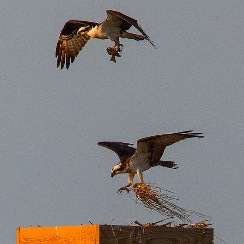 osprey-500x500jpg