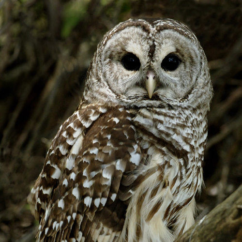 birds - Barred Owl -027.jpg (1)