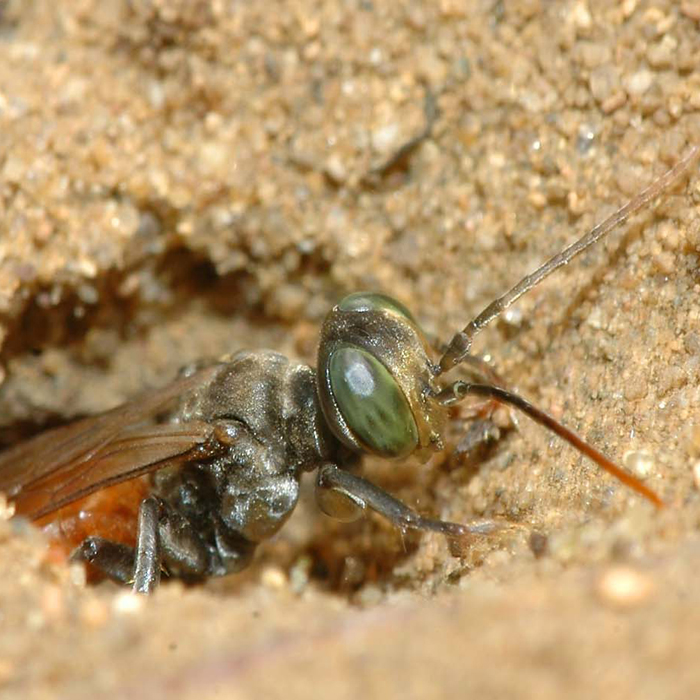 wasp-halfway-emerging-from-burrow-copyjpg