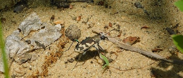 tiger-beetle-700x300jpg