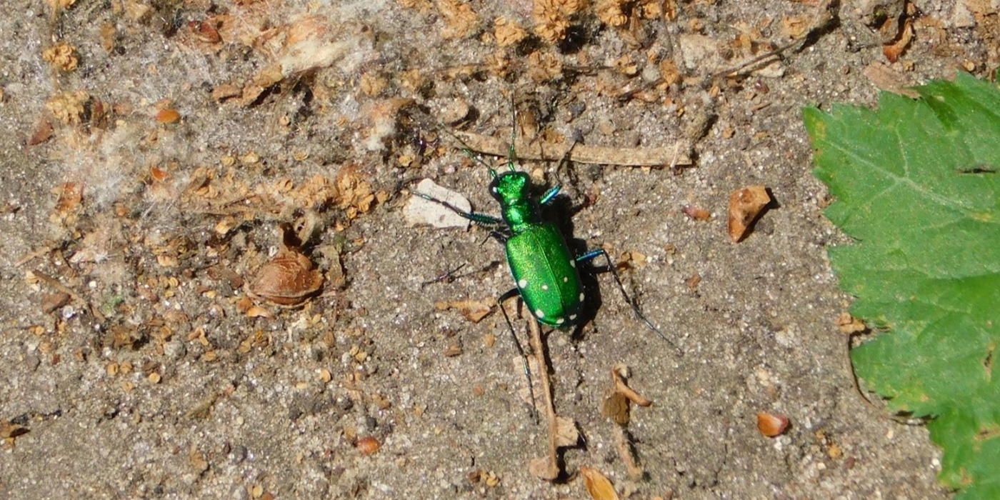 Six Spotted Tiger Beetle 1400x700.jpg