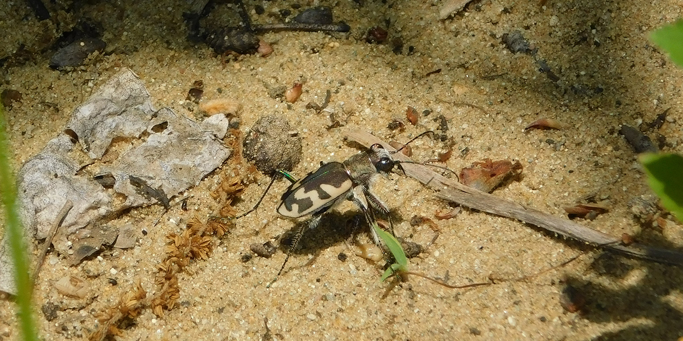 Tiger Beetle 1400x700.jpg