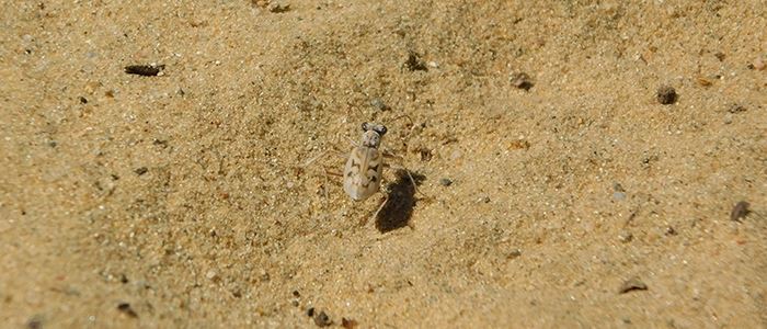 ghost-beetle-700x300jpg