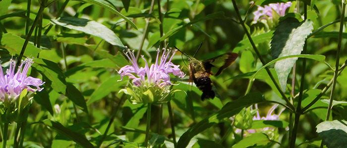 clear-wing-moth-700x300jpg