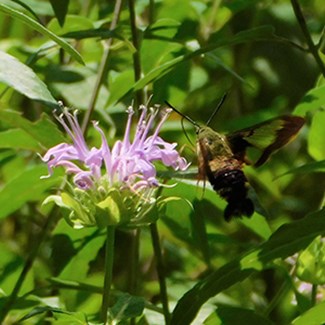 Remarkable Pollinators: Part 1