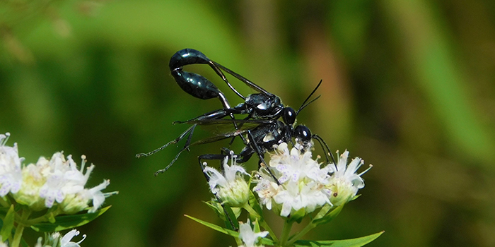 Wasp Pollinator 2.jpg