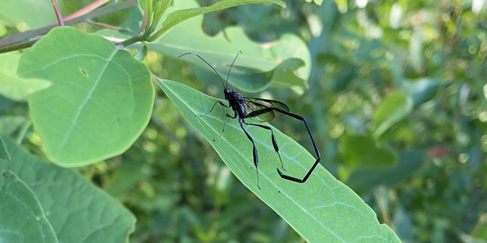 Wasp Pollinator 1.jpg