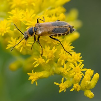 Remarkable Pollinators: Beetles