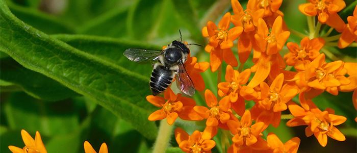 leafcutter-bee-by-liz-stahl-700x300jpg