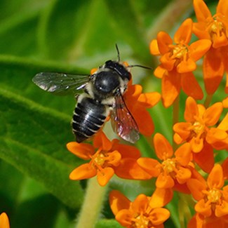 Remarkable Pollinators: Part 4