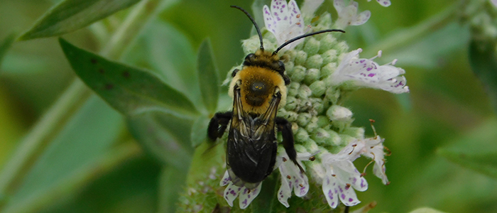 Thistle Longhorn Bee by Liz Stahl 700x300.jpg