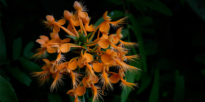 Orchis - yellow-fringed w-royal fern - OO - Weber 7-27-22-  700x300.jpg