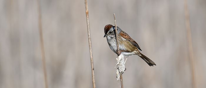 swamp-sparrow-dreamstime_xxl_183197761-thumbnailjpg