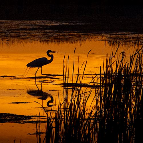 egret-great-silhouette-in-sunset-howard-marsh-weber-6-3-2020-640x480-pxjpg