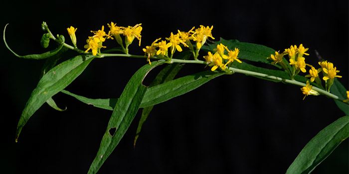 goldenrod-zigzag-fallen-timbers-700x350jpg