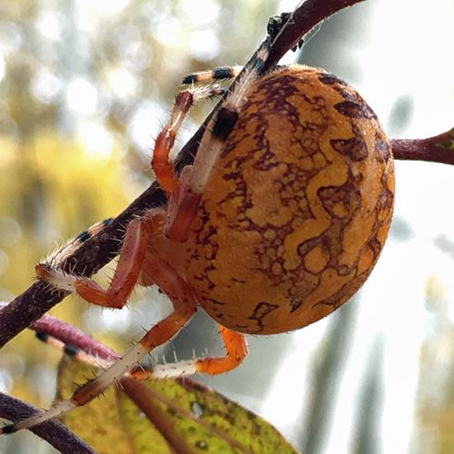 What spider has white stripes on it's back please answer there is