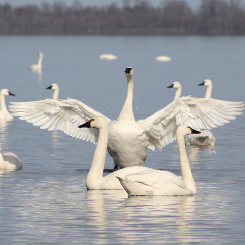 Tundra swans shutterstock_1751913566.jpg (1)