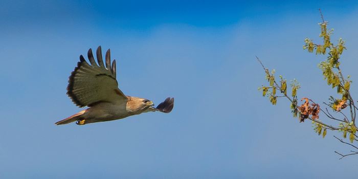 red tailed hawk beak