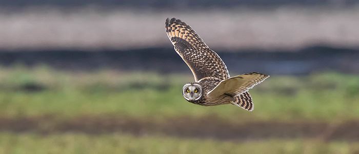 short-eared-owl-700x300jpg