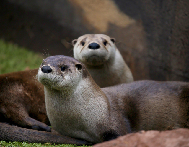 Otter shutterstock_674980420.jpg