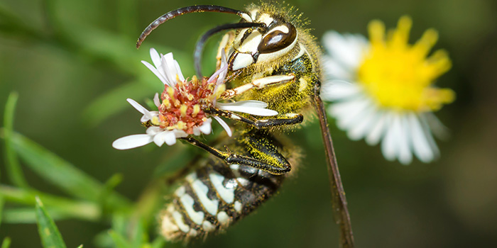 Baldface hornet shutterstock_2240995801 Thumbnail.jpg