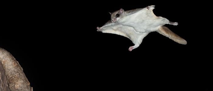 https://metroparkstoledo.com/media/8519/flying-squirrel-700x300-a.jpg?quality=80