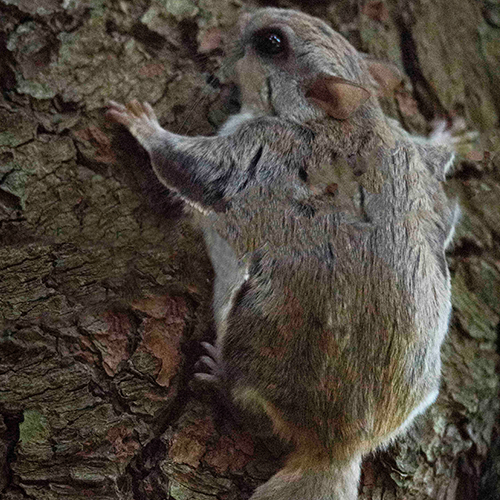 Flying Squirrels - Blue Ridge Wildlife & Fisheries Management