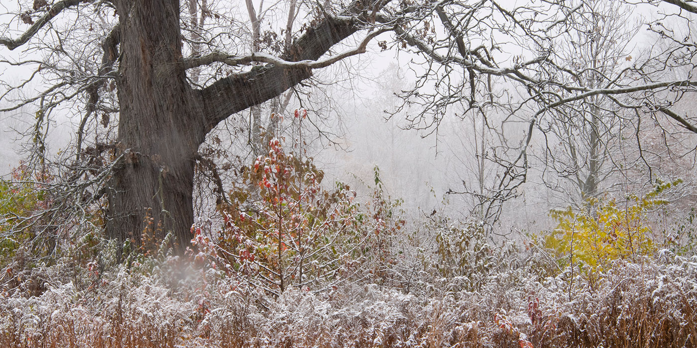 FirstSnow-Secor BurOak + Prairie -010.jpg