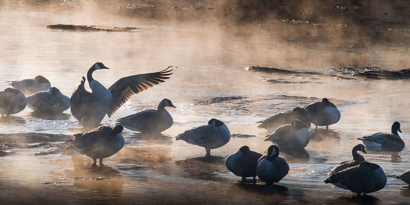 SC-FallenTmbrsRapids-geese in frigid water.jpg