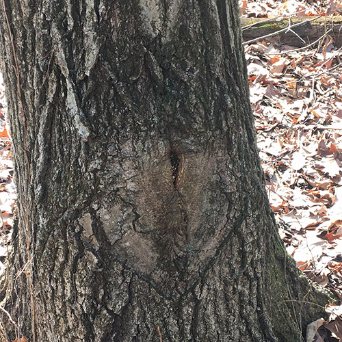 Heart Tree 500x500.jpg