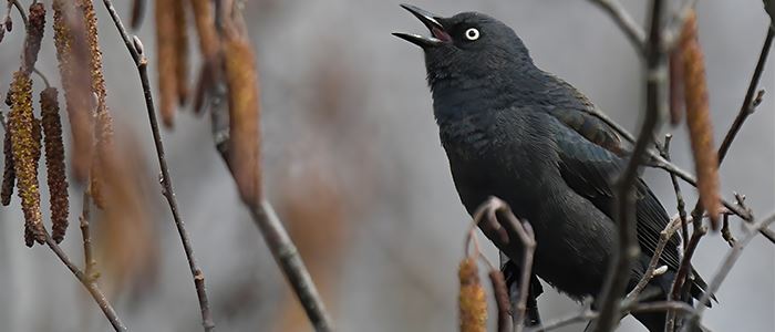 blackbird-shutterstock-03092023jpg