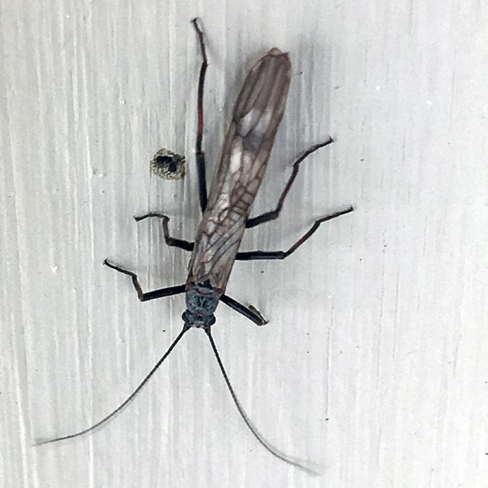 Little Black Stonefly