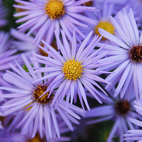 Symphyotrichum oblongifolium October Skies 500x500.jpg